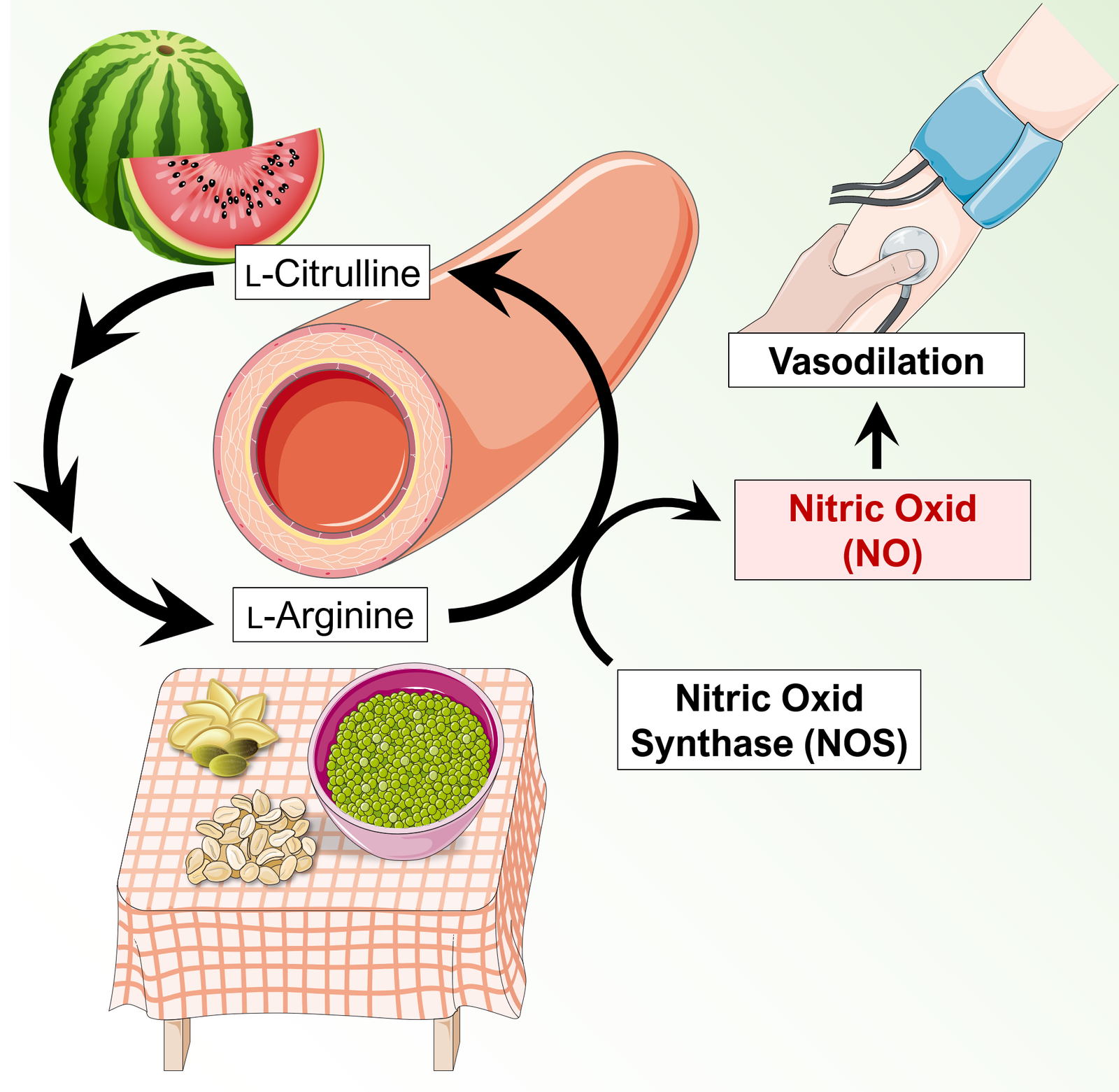 L-Arginine benefits for male health