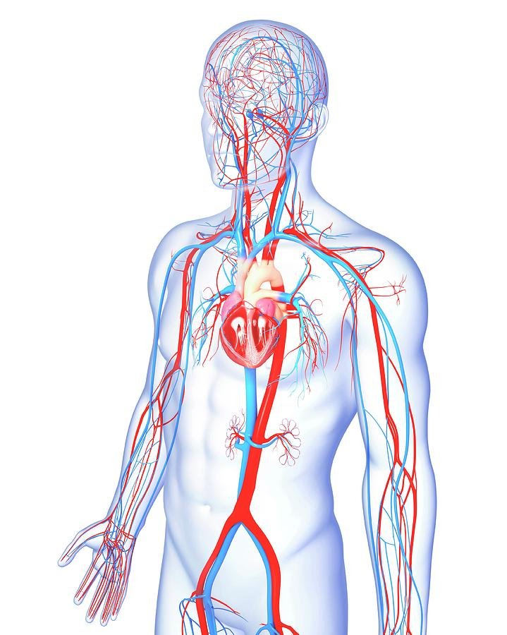 Male Circulatory System