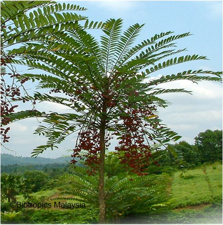 Tongkat Ali Root and Plant